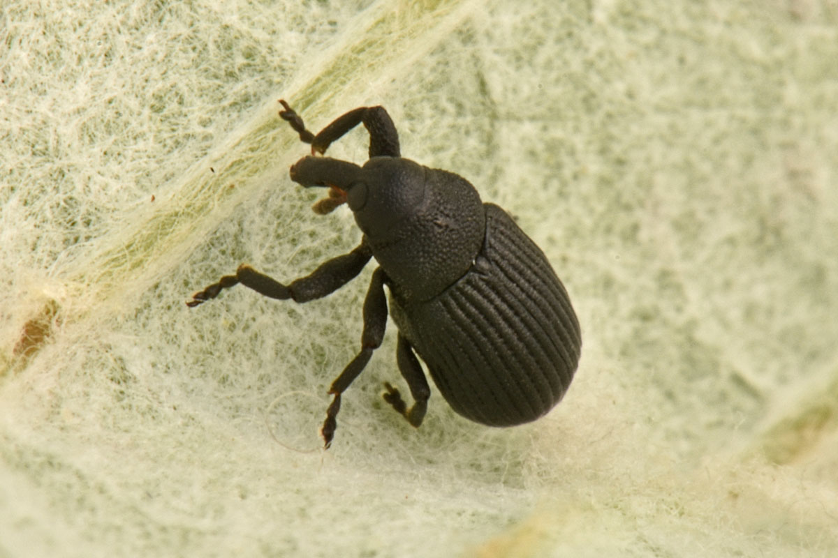 Curculionidae: Magdalis sp?  Magdalis (Panus) barbicornis !